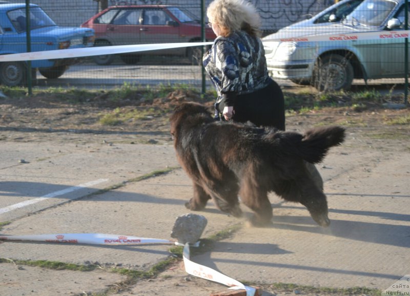 Фото: ньюфаундленд Mnogolikaya Boginya Manifik (Многоликая Богиня Манифик), Elena Votchal (Елена Вотчал)