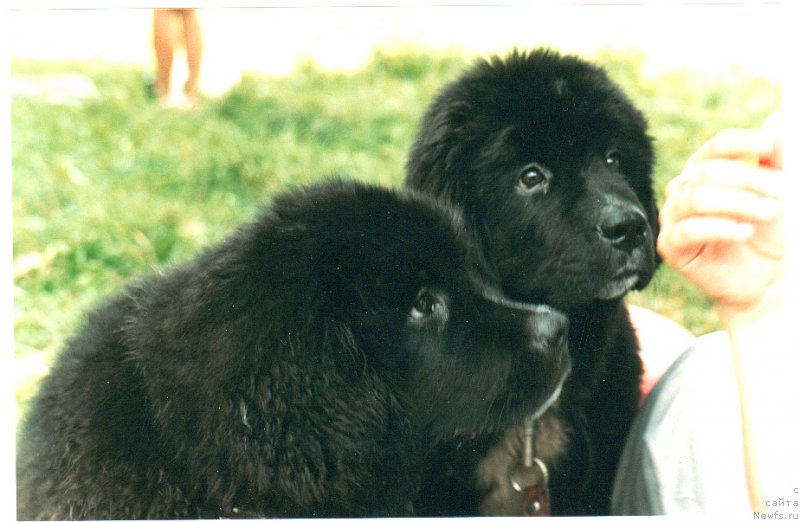 Фото: ньюфаундленд Bartez Beliy, ньюфаундленд Bella Smigar