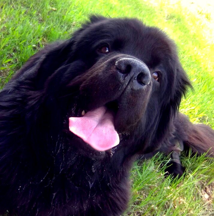 Фото: ньюфаундленд Chernyj Chank s Berega Dona (Черный Чанк с Берега Дона)