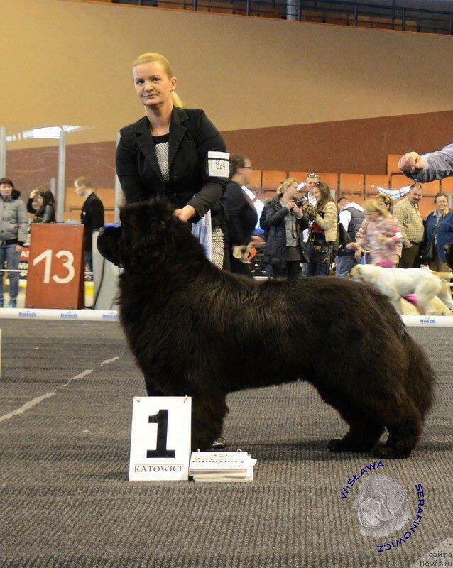 Фото: ньюфаундленд Guy of Hope Moon Bear