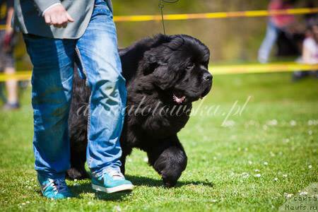 Фото: ньюфаундленд Guy of Hope Moon Bear