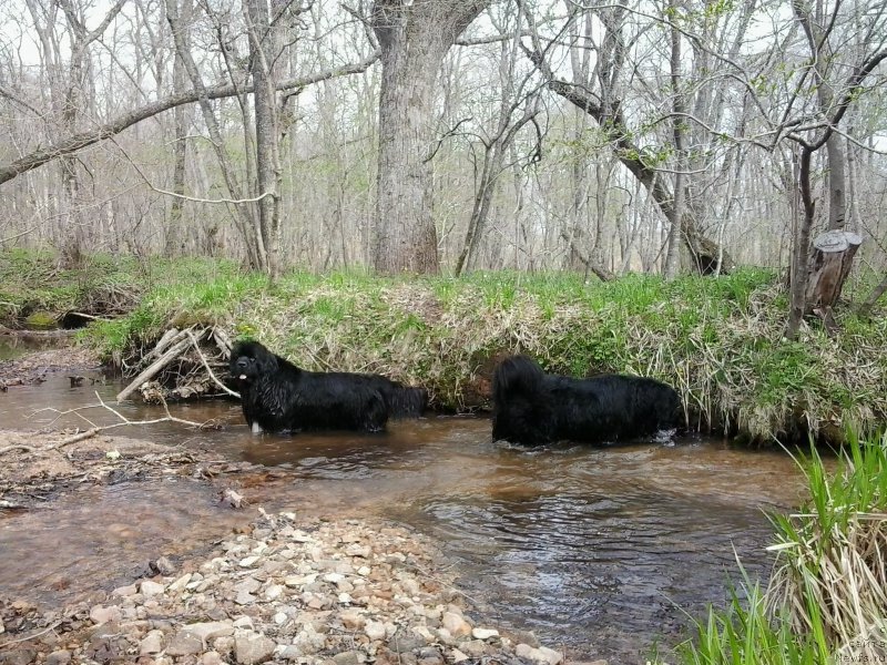 Фото: ньюфаундленд Super Premium Merlin Monro (Супер Премиум Мерлин Монро), ньюфаундленд Nessi Blyek s  Lesnoy Zaimki (Несси Блэк с  Лесной Заимки)