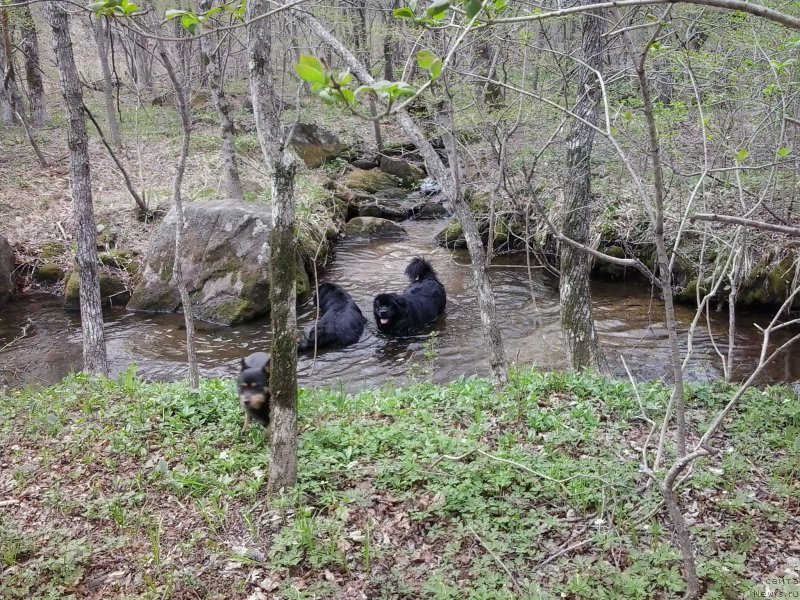 Фото: ньюфаундленд Super Premium Merlin Monro (Супер Премиум Мерлин Монро), ньюфаундленд Nessi Blyek s  Lesnoy Zaimki (Несси Блэк с  Лесной Заимки)