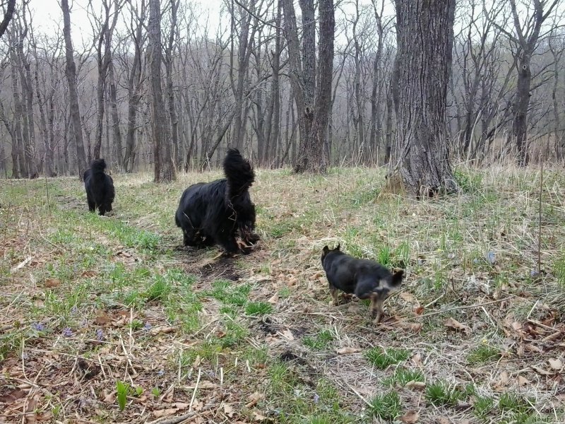 Фото: ньюфаундленд Super Premium Merlin Monro (Супер Премиум Мерлин Монро), ньюфаундленд Nessi Blyek s  Lesnoy Zaimki (Несси Блэк с  Лесной Заимки)