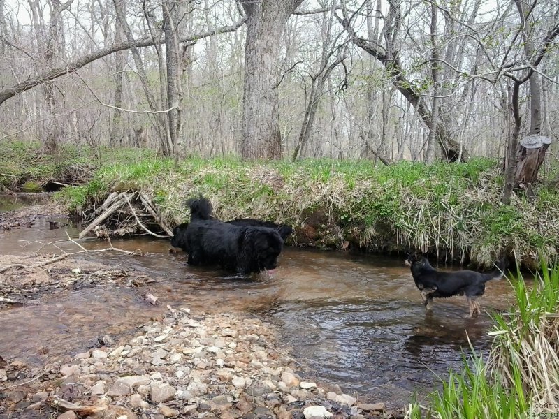 Фото: ньюфаундленд Super Premium Merlin Monro (Супер Премиум Мерлин Монро), ньюфаундленд Nessi Blyek s  Lesnoy Zaimki (Несси Блэк с  Лесной Заимки)