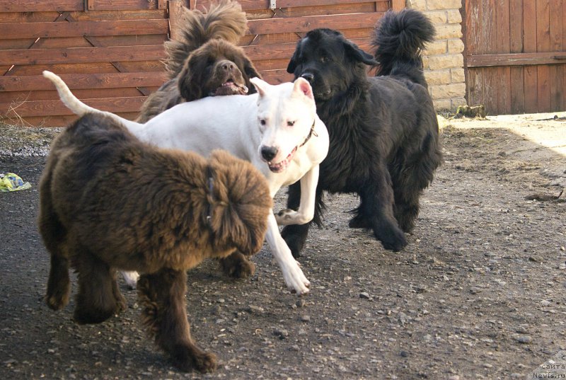 Фото: ньюфаундленд Naomi Tagoliri for Brouwnblood (Наоми Таголири фор Браунблад), ньюфаундленд Sverkayuzhaya Gora Mashame (Сверкающая Гора Машаме), ньюфаундленд Piternyuf Ideas For Life (Питерньюф Идеас Фор Лифе)