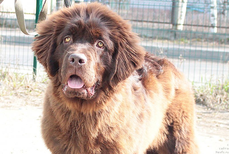 Фото: ньюфаундленд Naomi Tagoliri for Brouwnblood (Наоми Таголири фор Браунблад)