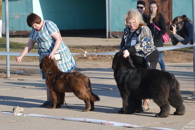 Фото: ньюфаундленд Naomi Tagoliri for Brouwnblood (Наоми Таголири фор Браунблад), ньюфаундленд Mnogolikaya Boginya Manifik (Многоликая Богиня Манифик)
