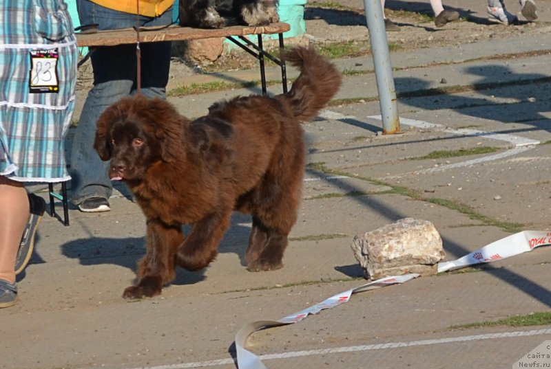 Фото: ньюфаундленд Naomi Tagoliri for Brouwnblood (Наоми Таголири фор Браунблад)