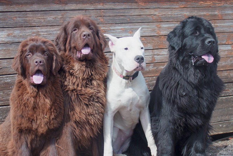 Фото: ньюфаундленд Naomi Tagoliri for Brouwnblood (Наоми Таголири фор Браунблад), ньюфаундленд Sverkayuzhaya Gora Mashame (Сверкающая Гора Машаме), Дана, ньюфаундленд Piternyuf Ideas For Life (Питерньюф Идеас Фор Лифе)