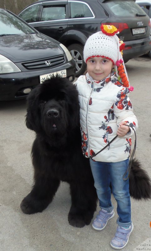 Фото: ньюфаундленд Rose Wanted Impressing Stunningly