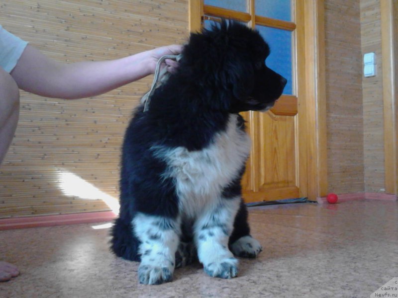 Фото: ньюфаундленд Everiya ot Sibirskogo Medvedya (Еверия от Сибирского Медведя)