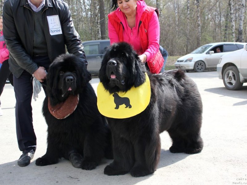 Фото: ньюфаундленд Able To Win Dinastiya Soverchenstva (Айбл Ту Вин Династия Совершенства), ньюфаундленд Victory Dance Dinastiya Soverchenstva