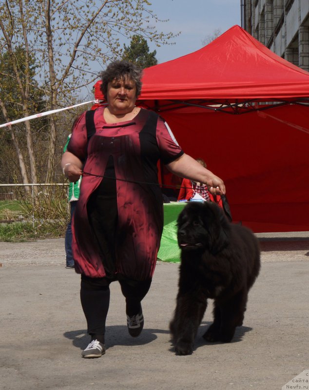 Фото: ньюфаундленд Dobryiy Molodec ot Sibirskogo Medvedya (Добрый Молодец от Сибирского Медведя)