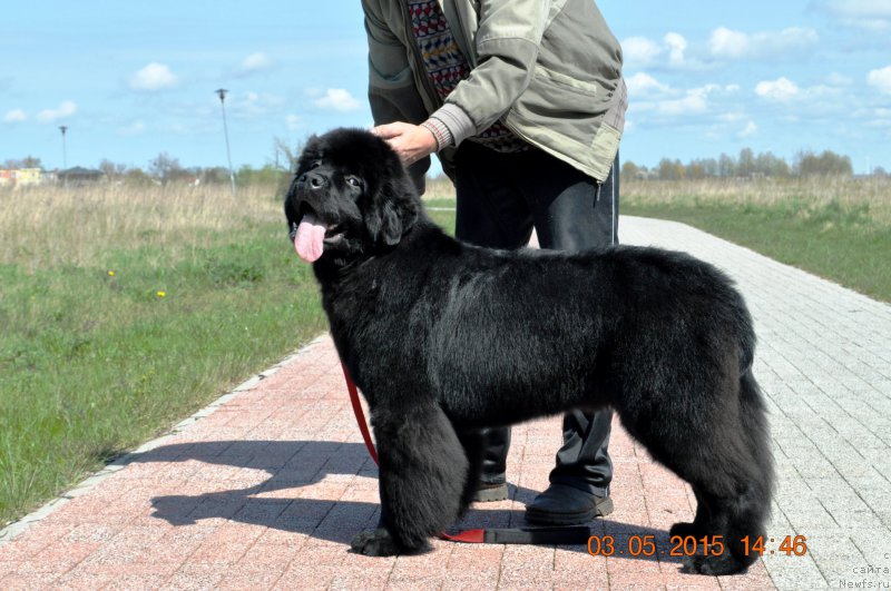 Фото: ньюфаундленд Ballada Zvezdnogo Dara s Berega Dona (Баллада Звездного Дара с Берега Дона)