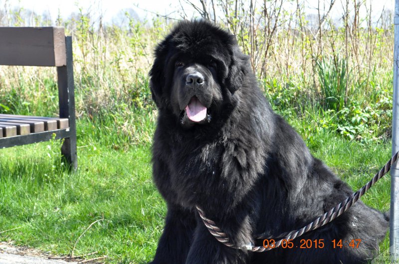 Фото: ньюфаундленд Zvezdnij Dar Agassi (Звездный Дар Агасси)