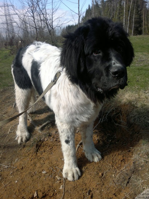 Фото: Ol'ga Starosedyih (Ольга Староседых)