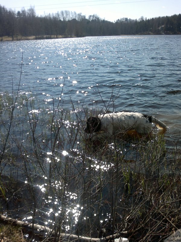 Фото: Амрита от Карельских медведей (дома - Ума) 03 мая 2015 г. В Юкках (под Питером), Ol'ga Starosedyih (Ольга Староседых)