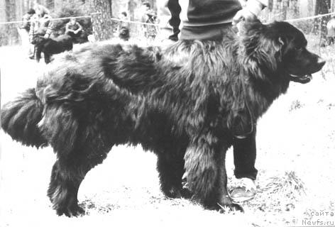 Фото: ньюфаундленд Lord Kuyerro If (Лорд Куэрро Иф)