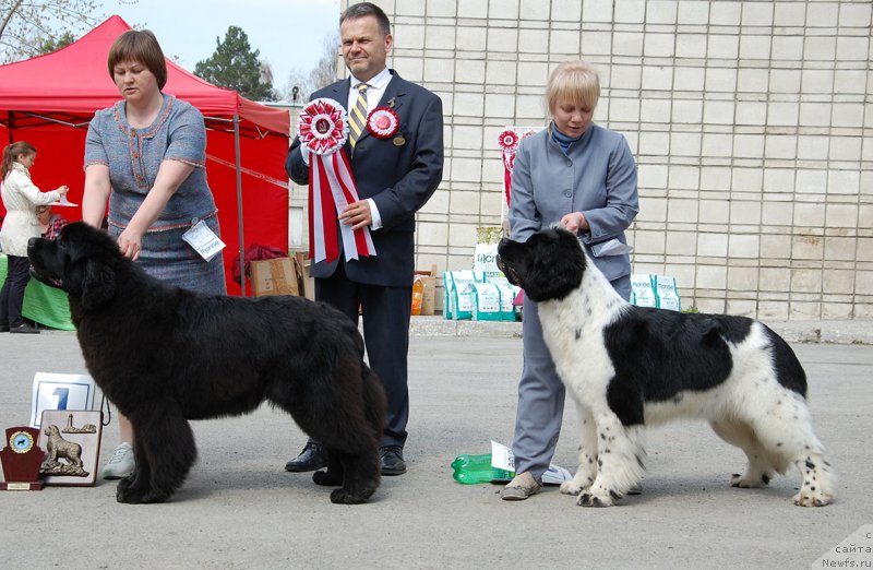 Фото: ньюфаундленд Mag Ispolin Onega (Маг Исполин Онега)