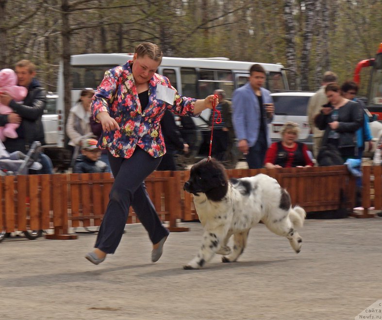 Фото: ньюфаундленд Hranitel'nica Ochaga iz Tihogo Omuta (Хранительница Очага из Тихого Омута)