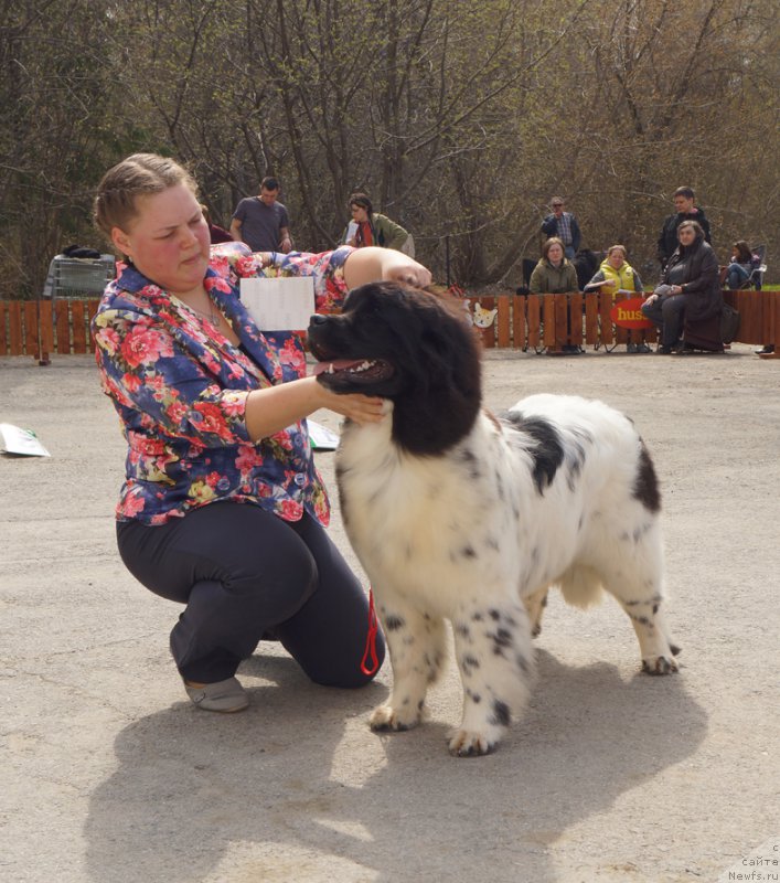 Фото: ньюфаундленд Hranitel'nica Ochaga iz Tihogo Omuta (Хранительница Очага из Тихого Омута)