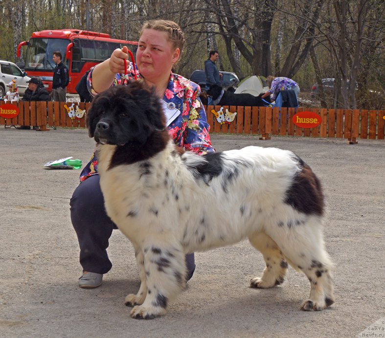 Фото: ньюфаундленд Hranitel'nica Ochaga iz Tihogo Omuta (Хранительница Очага из Тихого Омута)