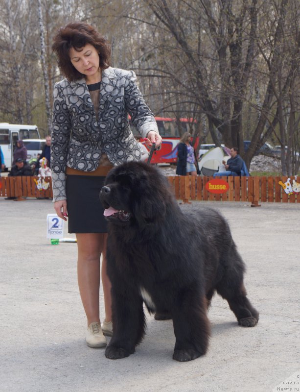 Фото: ньюфаундленд Super Premium Ron (Супер Премиум Рон)