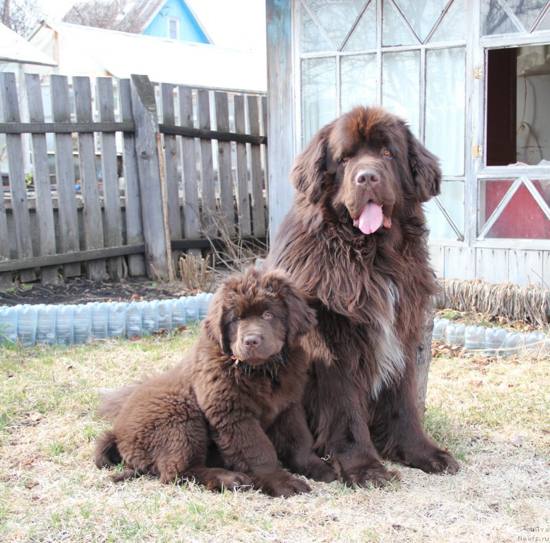 Фото: ньюфаундленд Obush SHed YAntarnyiy Poceluy (Обуш Шед Янтарный Поцелуй), ньюфаундленд N'yufort Vashe Velichestvo Brabus (Ньюфорт Ваше Величество Брабус)