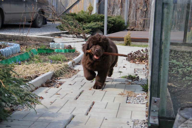 Фото: ньюфаундленд N'yufort Vashe Velichestvo Brabus (Ньюфорт Ваше Величество Брабус)