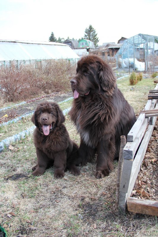 Фото: ньюфаундленд Obush SHed YAntarnyiy Poceluy (Обуш Шед Янтарный Поцелуй), ньюфаундленд N'yufort Vashe Velichestvo Brabus (Ньюфорт Ваше Величество Брабус)