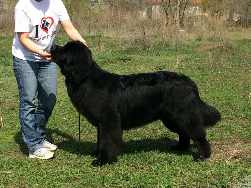 Фото: ньюфаундленд Begushaya po Volnam Choice of Fibonacci (Бегущая по Волнам Чойс оф Фибоначчи)