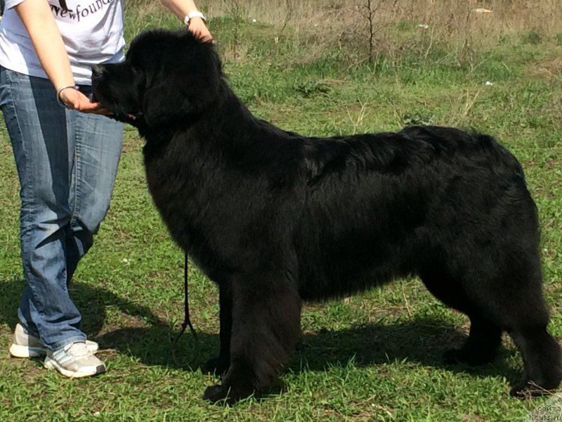 Фото: ньюфаундленд Begushaya po Volnam Choice of Fibonacci (Бегущая по Волнам Чойс оф Фибоначчи)