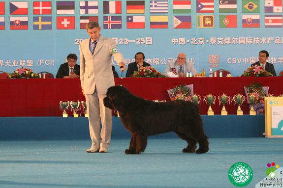 Фото: ньюфаундленд Ego Vysochestvo ot Sibirskogo Medvedja (Его Высочество от Сибирского Медведя)