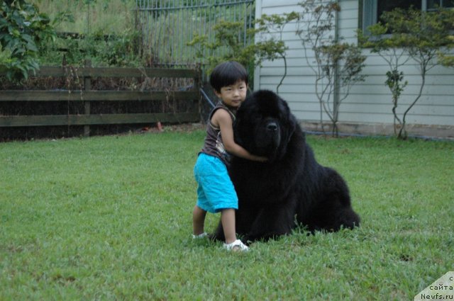 Фото: ньюфаундленд Ego Vysochestvo ot Sibirskogo Medvedja (Его Высочество от Сибирского Медведя)