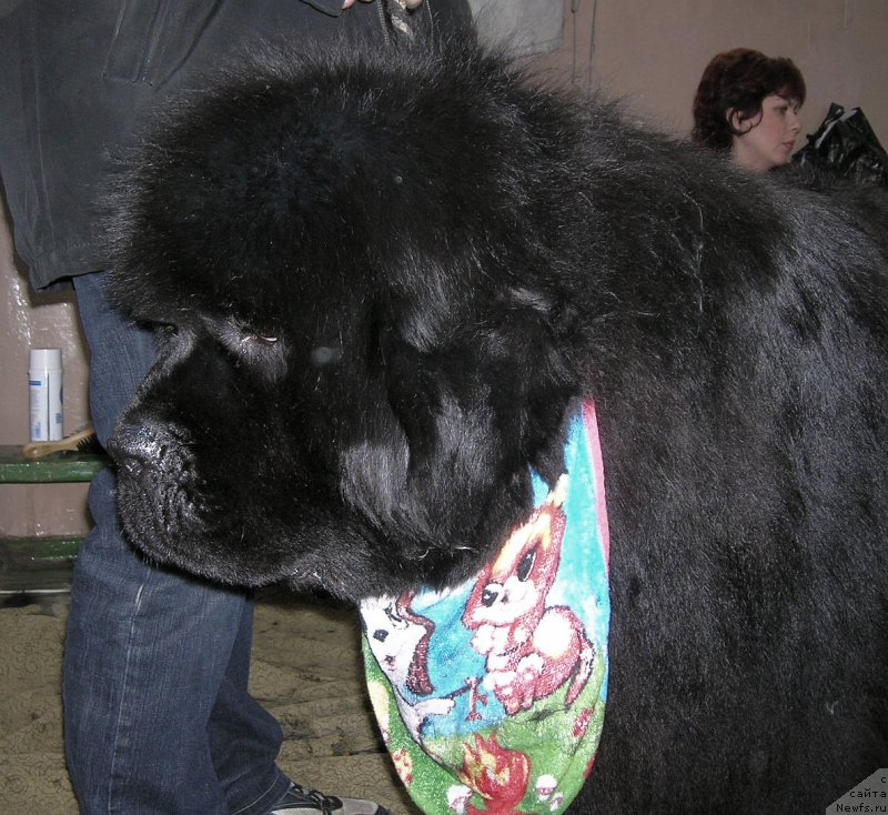 Фото: ньюфаундленд Ego Vysochestvo ot Sibirskogo Medvedja (Его Высочество от Сибирского Медведя)