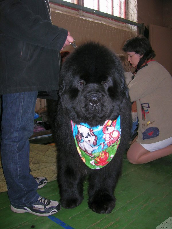 Фото: ньюфаундленд Ego Vysochestvo ot Sibirskogo Medvedja (Его Высочество от Сибирского Медведя)