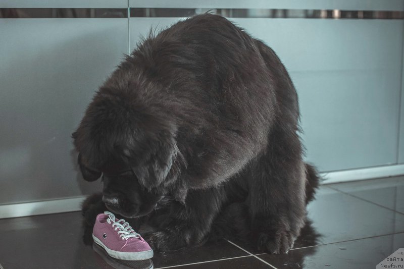 Фото: ньюфаундленд Chernaya Mafia Must Have (Черная Мафия Муст Хаве)