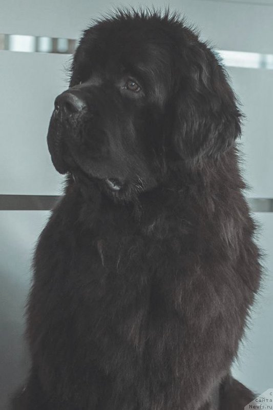 Фото: ньюфаундленд Chernaya Mafia Must Have (Черная Мафия Муст Хаве)