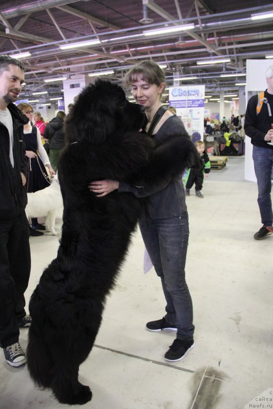 Фото: ньюфаундленд Chernaya Mafia Must Have (Черная Мафия Муст Хаве), YUliya Naumova (Юлия Наумова)