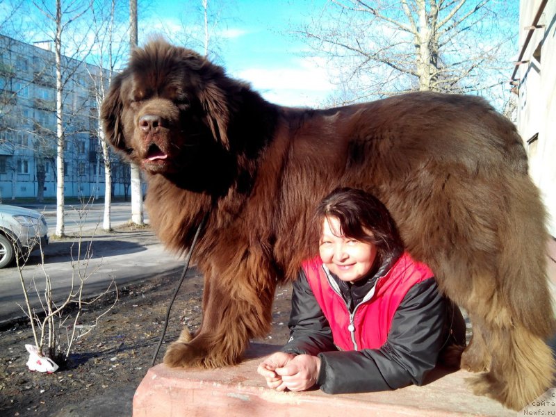 Фото: ньюфаундленд Horunzhy s Berega Dona (Хорунжий с Берега Дона)
