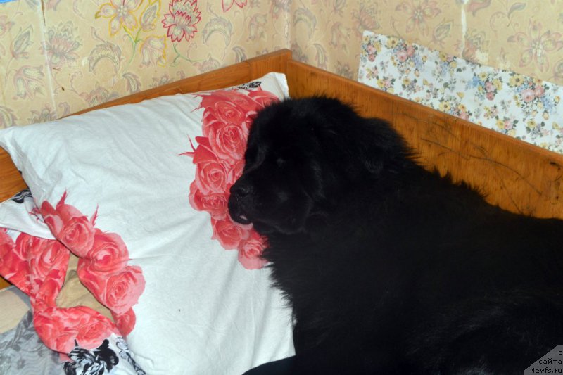 Фото: ньюфаундленд Lepestok Lilii (Лепесток Лилии)