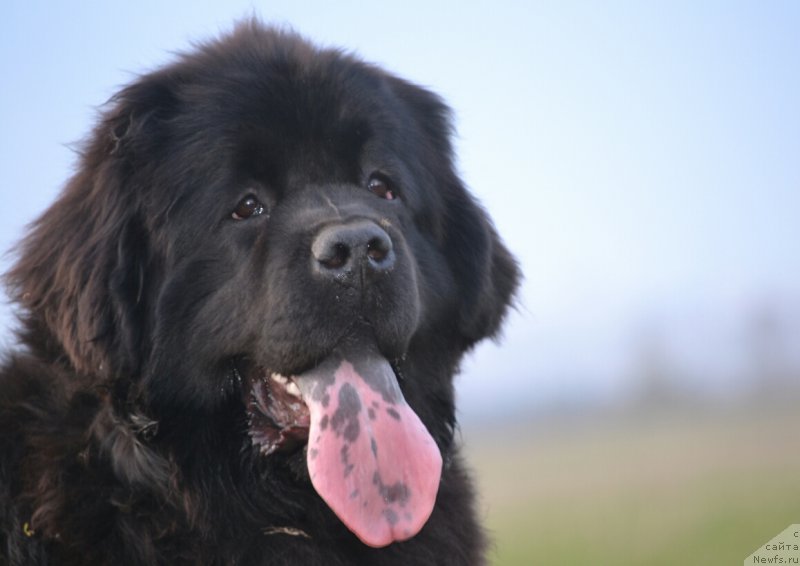 Фото: ньюфаундленд Mnogolikaya Boginya Manifik (Многоликая Богиня Манифик)