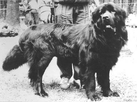 Фото: ньюфаундленд Nafanya Dar Dyen (Нафаня Дар Дэн)