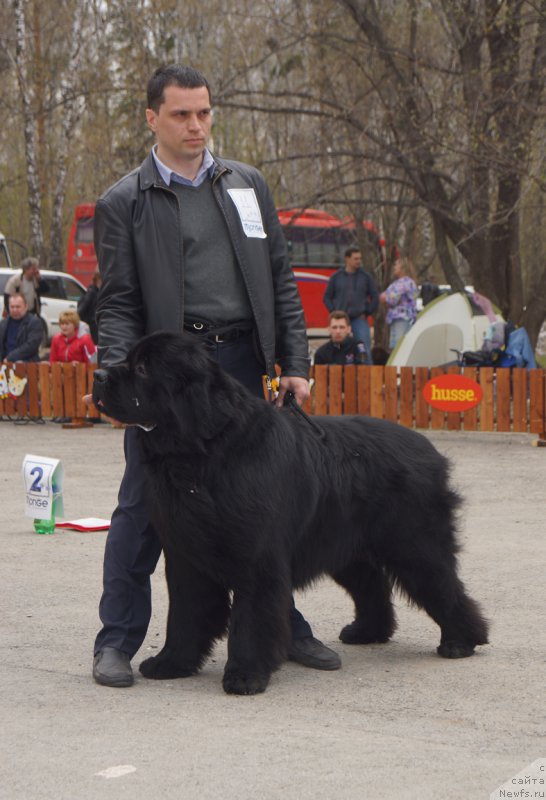 Фото: ньюфаундленд Able To Win Dinastiya Soverchenstva (Айбл Ту Вин Династия Совершенства)