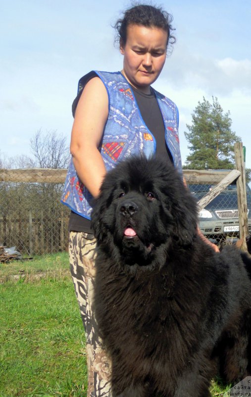 Фото: ньюфаундленд Alfa Dar Oksa Arsemiy (Альфа Дар Окса Арсёмий)