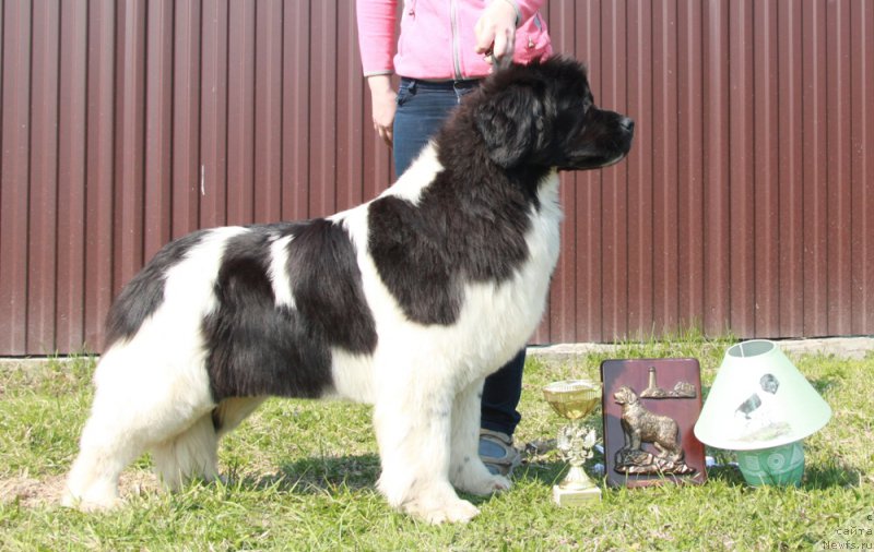 Фото: ньюфаундленд Akvian Song Kiss from Rouz (Аквиан Сонг Кисс Фром Роуз)