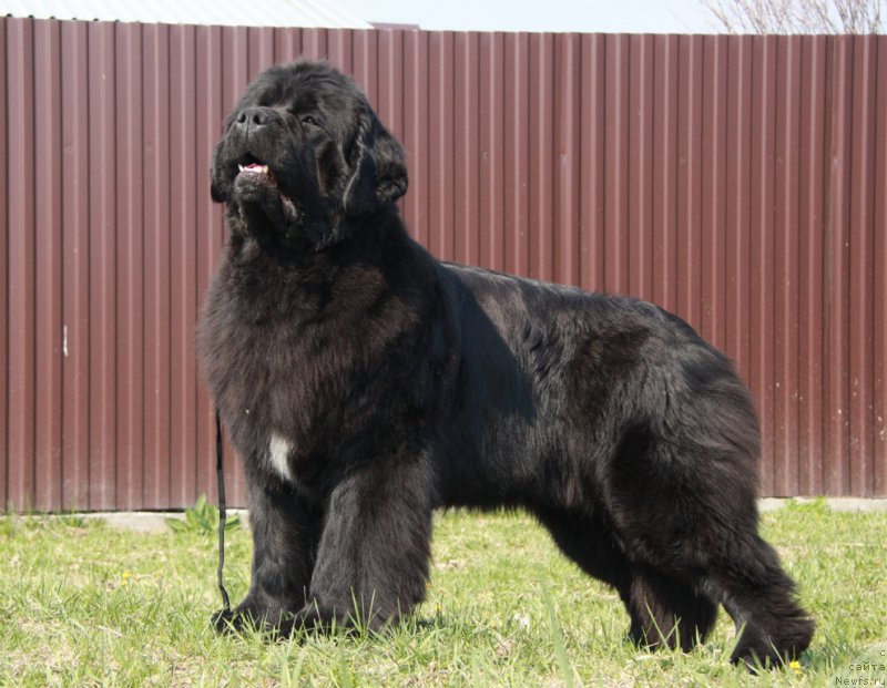 Фото: ньюфаундленд Akvian Song Lavatera (Аквиан Сонг Лаватера)