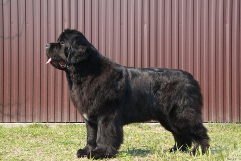 Фото: ньюфаундленд Akvian Song Lavatera (Аквиан Сонг Лаватера)