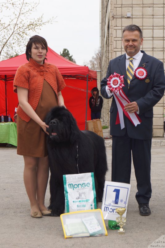 Фото: ньюфаундленд Midnight Lady's Morning Glory